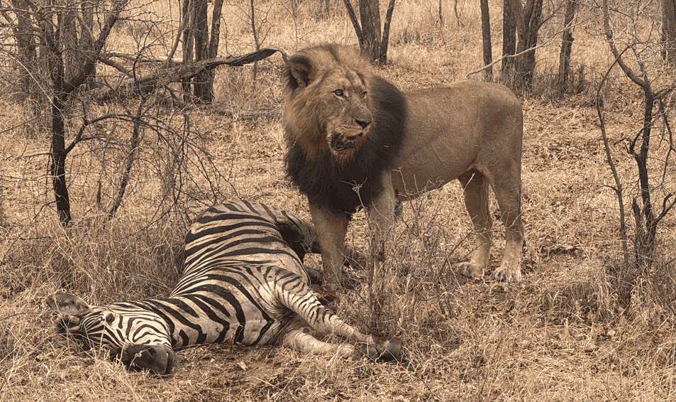 jeep safari nel Kruger National Park in Sudafrica