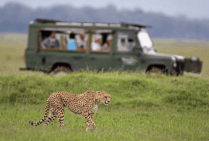 Scopri di più sull'articolo Quanto costa un safari in Sudafrica? Prezzi reali tra Kruger e riserve private