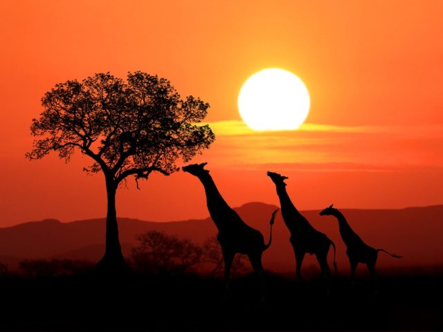 SUDAFRICA (4)